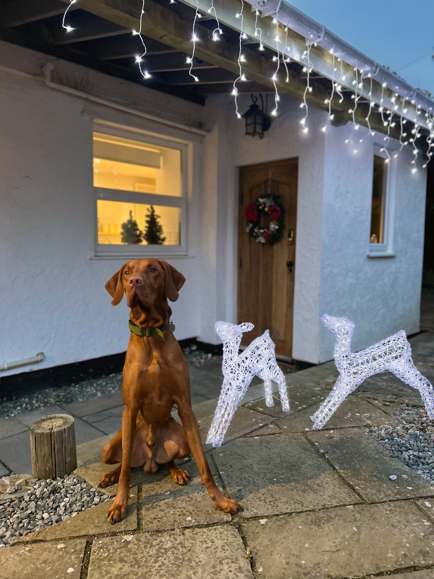 10m White Icicle Lights, 360 LEDs (8 Light Settings)