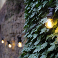 Festoon Lights